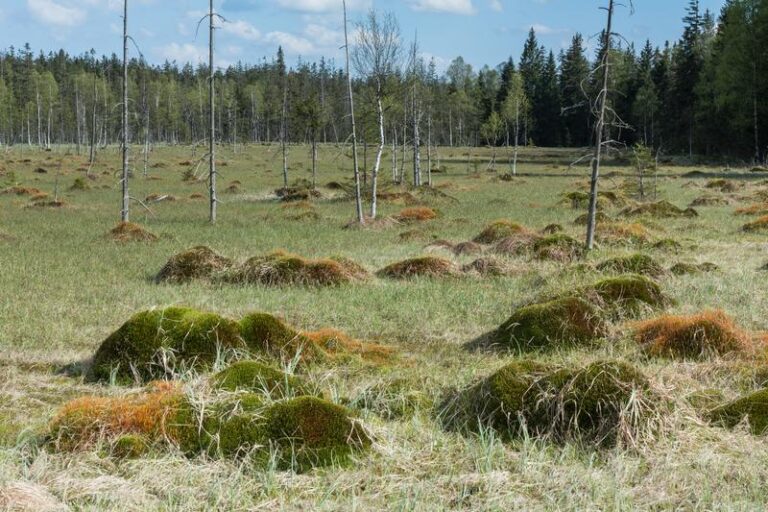 Jak zbudować wymarzone gniazdo na torfowisku – porady i wyzwania
