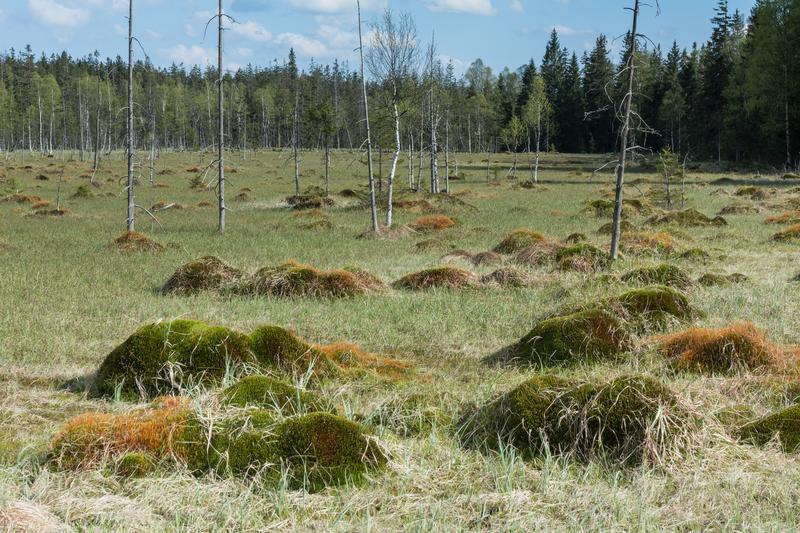 Jak zbudować wymarzone gniazdo na torfowisku – porady i wyzwania