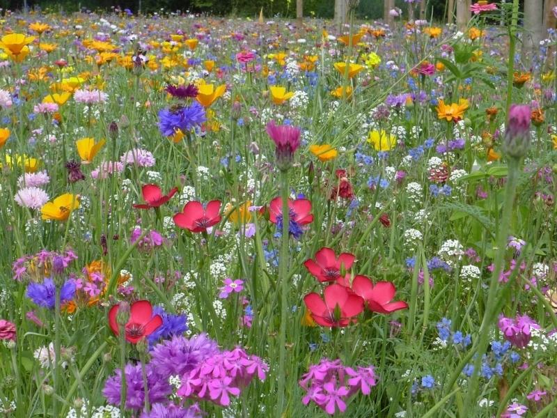 Wzory kwiatowe w stylu japońskim