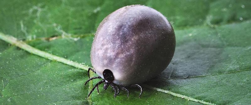 Zapobieganie kleszczom w domu