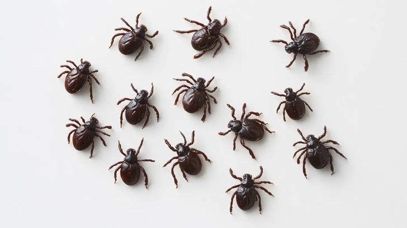 Jak długo kleszcz może przeżyć w domu i co warto wiedzieć?