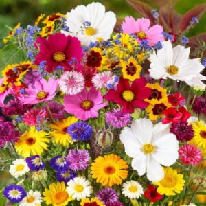 Japoński dywan kwiatowy – jak wybrać idealne kwiaty do swojego wnętrza?