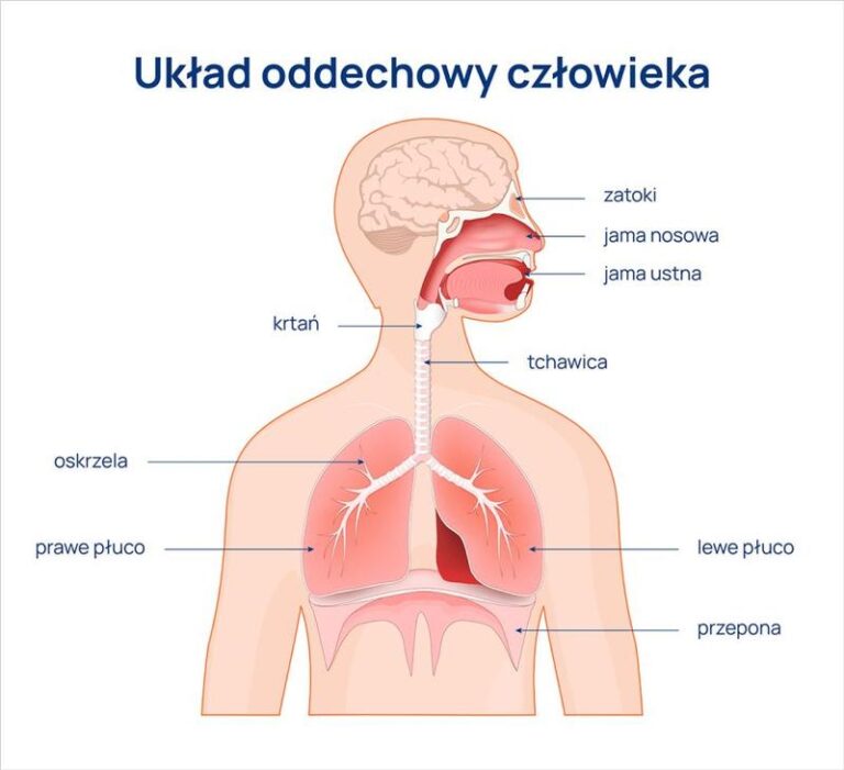 Sekrety układu oddechowego człowieka – jak jest zbudowany i jak działa?