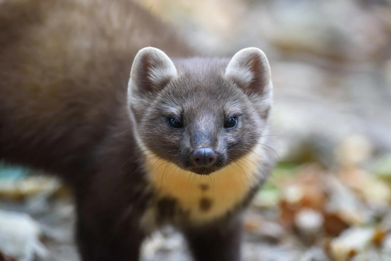 Jak odstraszyć kunę