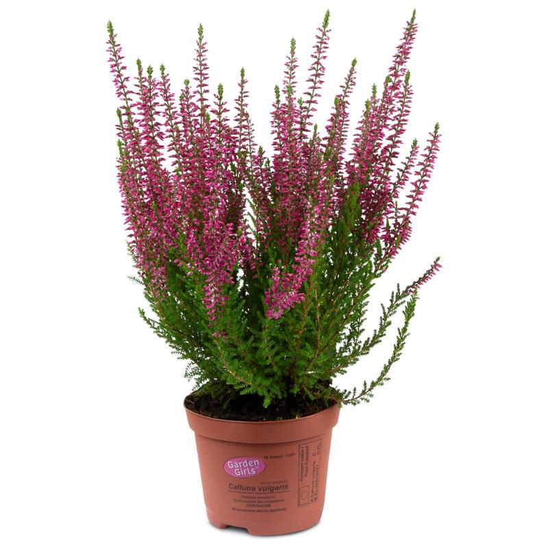 Pielęgnacja wrzosów