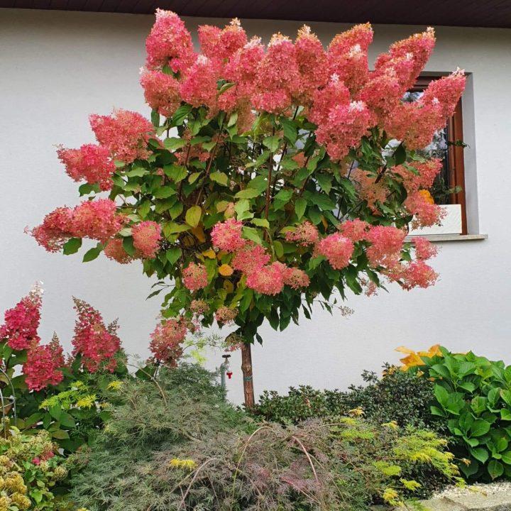 Rośliny do ogródka przed domem