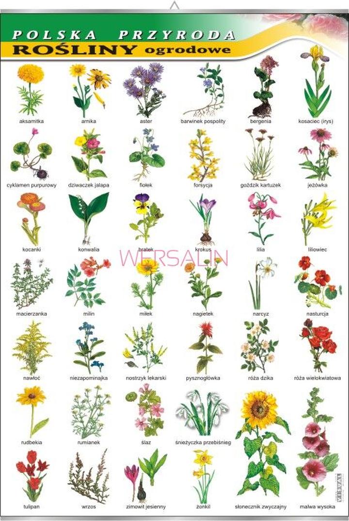 Rośliny mało wymagające pielęgnacji