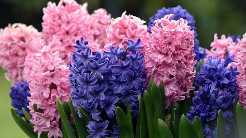 Sadzenie hiacyntów w ogrodzie