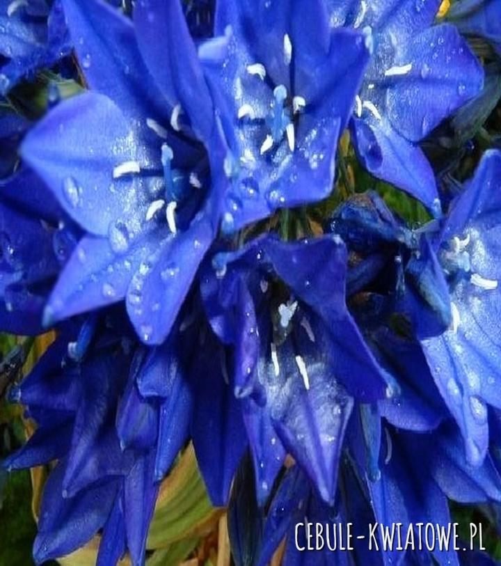 Uprawa i pielęgnacja hiacyntów