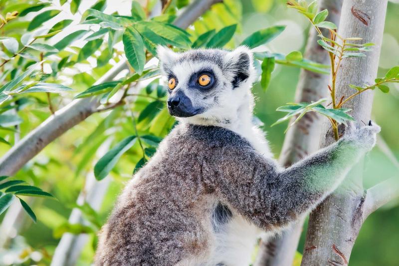 Warunki hodowli lemura