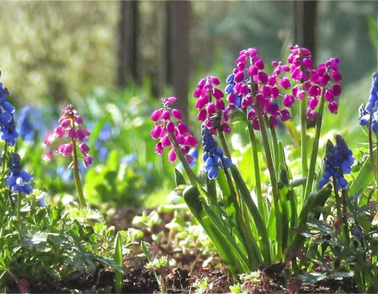 Co pięknego posadzić w ogródku przed domem?