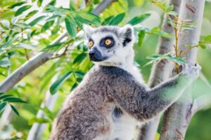 Czy w twoim domu może zamieszkać lemur? Sprawdź, co musisz wiedzieć!