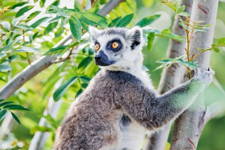 Czy w twoim domu może zamieszkać lemur? Sprawdź, co musisz wiedzieć!