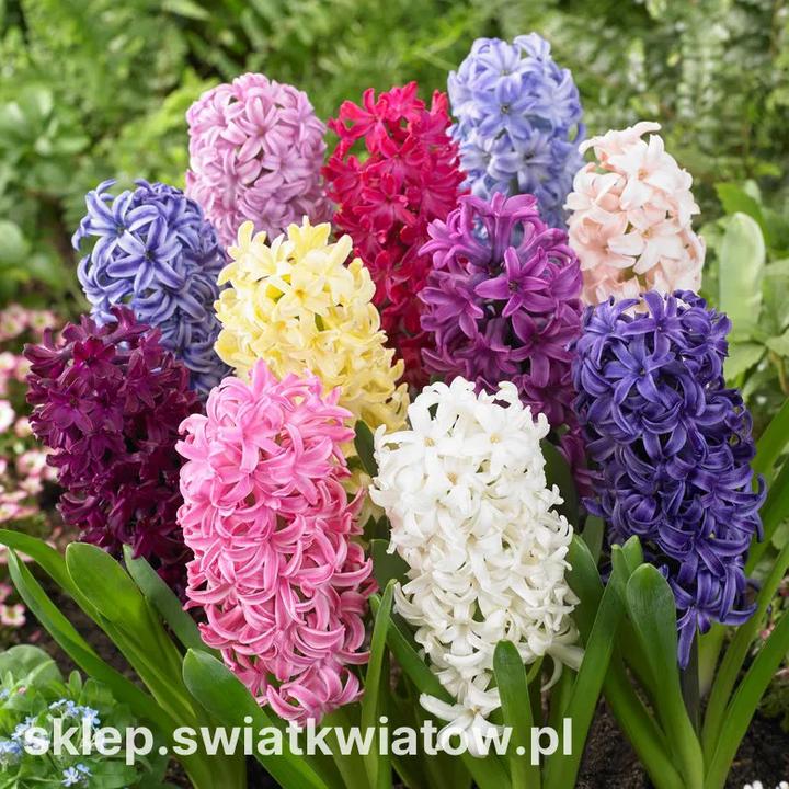 Jak skutecznie posadzić hiacynt w ogrodzie? Poradnik dla miłośników kwiatów