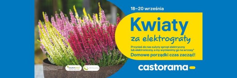 Wrzosy w domu – czy to dobry pomysł dla każdego miłośnika roślin?