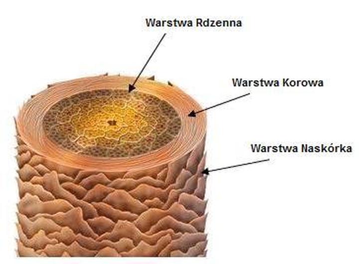 Anatomia i struktura włosa