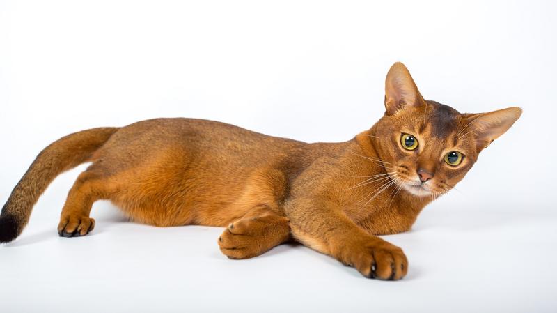 Bezpieczeństwo i zagrożenia dla kota w domu