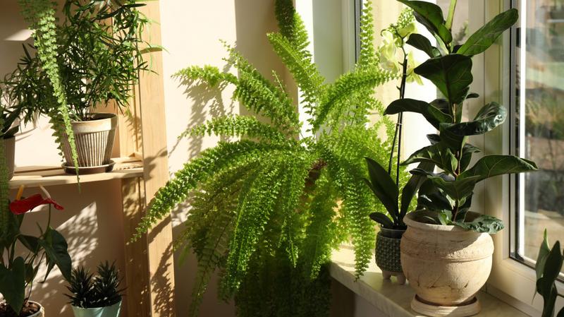 Ogród przed domem aranżacje