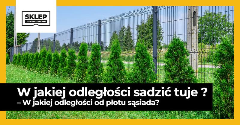 Pielęgnacja tui w domu