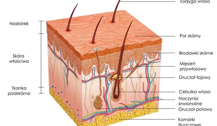 Przekrój łodygi włosa