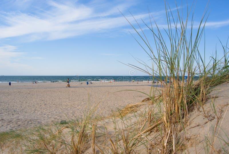 Rośliny na zachodnią ekspozycję