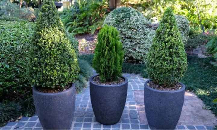 Sukulenty i kaktusy na taras