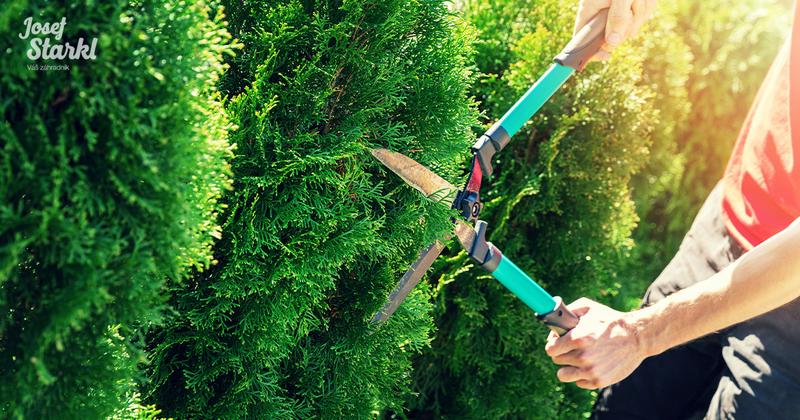 Tuje jako rośliny doniczkowe