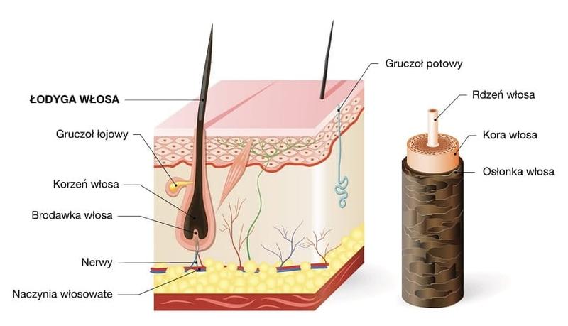 Warstwy włosa i ich funkcje