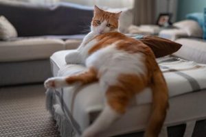 Czy można zostawić kota samego w domu? Oto, co powinieneś wiedzieć