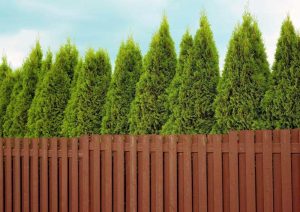 Czy tuje sprawdzą się jako rośliny doniczkowe w Twoim domu?