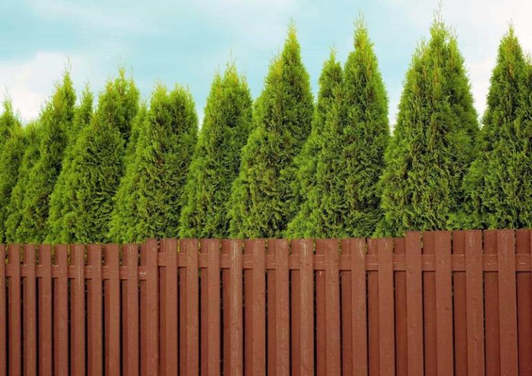 Czy tuje sprawdzą się jako rośliny doniczkowe w Twoim domu?