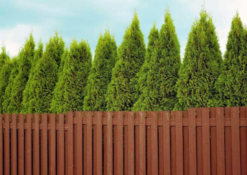 Czy tuje sprawdzą się jako rośliny doniczkowe w Twoim domu?