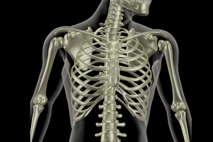 Anatomia klatki piersiowej