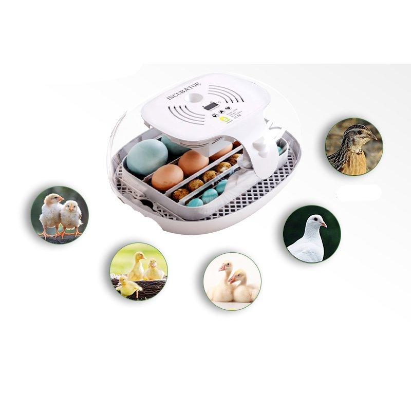 Kluczowe parametry inkubacji jaj