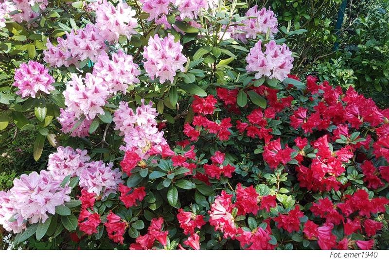 Pielęgnacja azalii po przeniesieniu do ogrodu