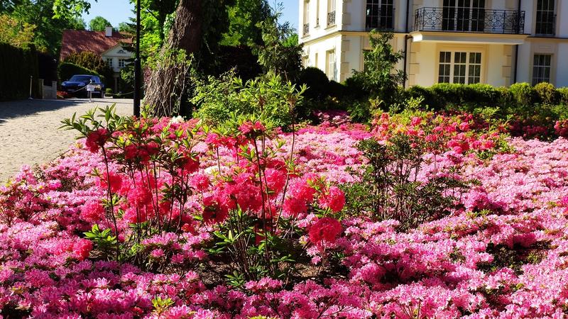 Przenoszenie azalii domowych do ogrodu