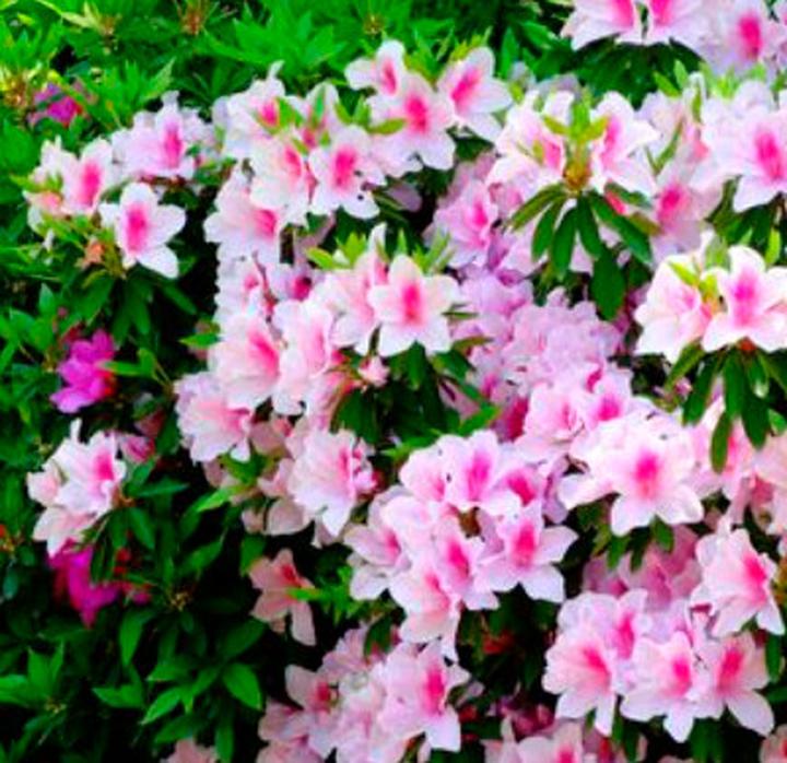 Stanowisko dla azalii słońce czy cień