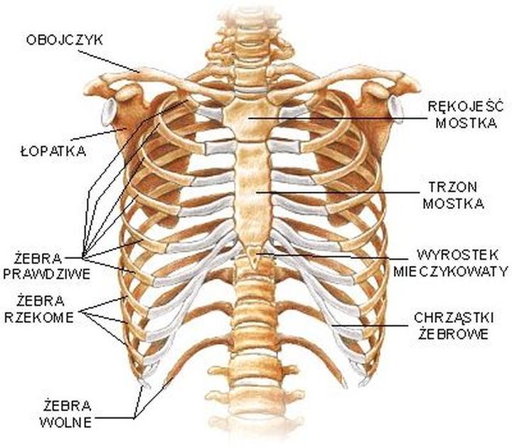 Układ oddechowy i oddychanie
