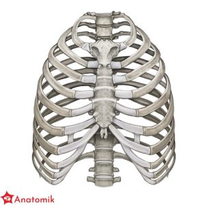 Zrozumienie budowy klatki piersiowej – klucz do zdrowia i anatomii człowieka