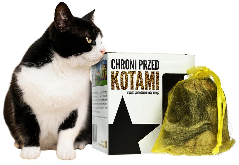 Koty wracające do domu