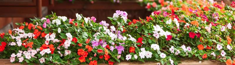 Kwiaty i warzywa na balkon