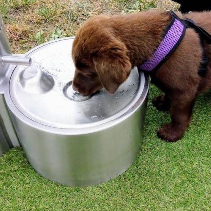Montaż poidełka dla zwierząt