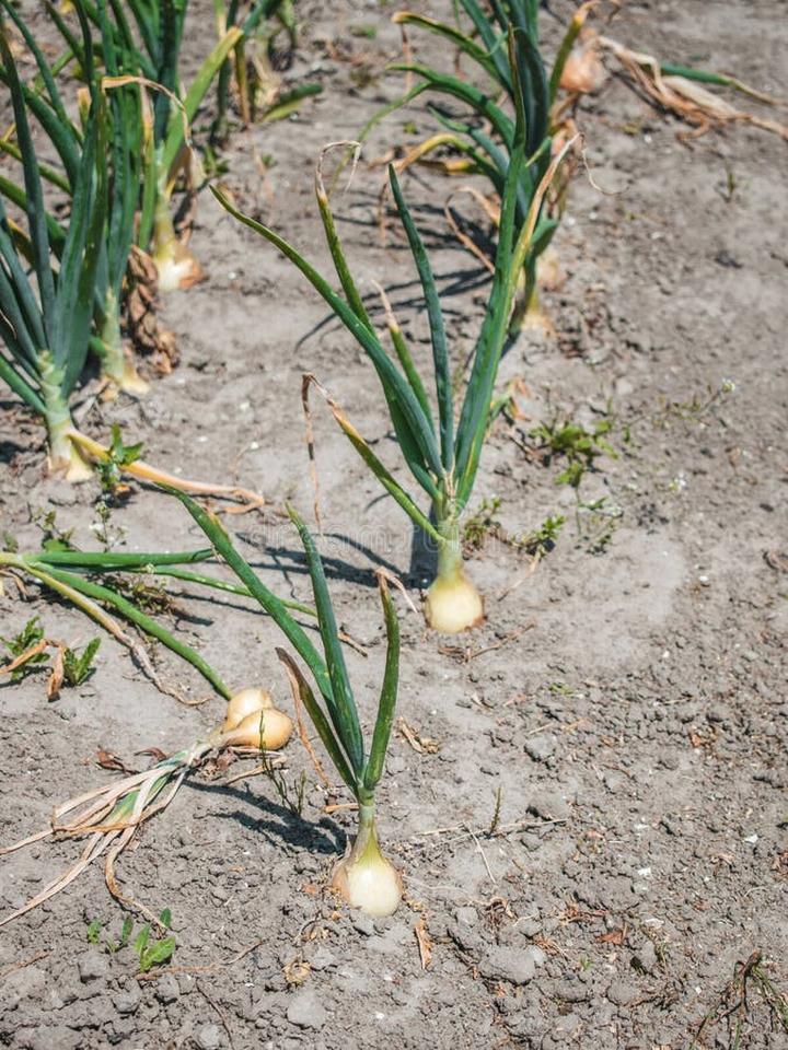 Najlepsze warzywa do cebuli