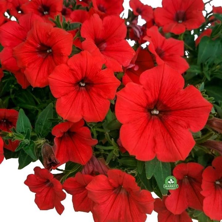 Rośliny na balkonie