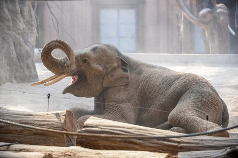 Rośliny wokół domu