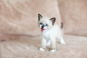 Czy koty zawsze wracają do domu, czy to tylko mit?