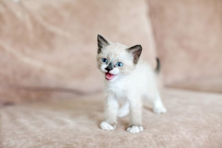 Czy koty zawsze wracają do domu, czy to tylko mit?