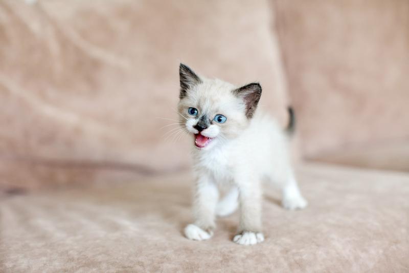 Czy koty zawsze wracają do domu, czy to tylko mit?